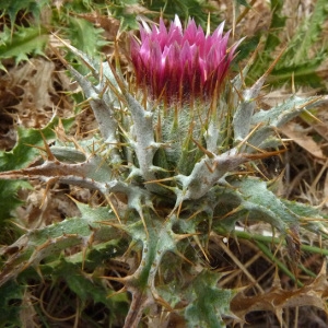 Photographie n°36483 du taxon Carlina lanata L. [1753]