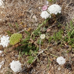  - Daucus carota subsp. hispanicus (Gouan) Thell. [1926]