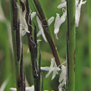 Photographie n°36502 du taxon Nardus stricta L.