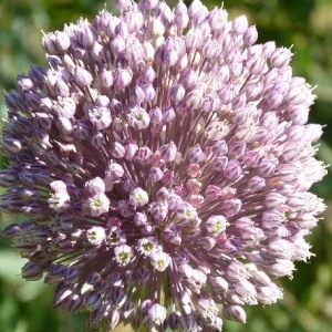 Photographie n°36505 du taxon Allium ampeloprasum L. [1753]