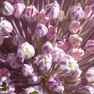 Photographie n°36506 du taxon Allium ampeloprasum L. [1753]