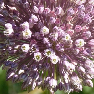 Photographie n°36507 du taxon Allium ampeloprasum L. [1753]