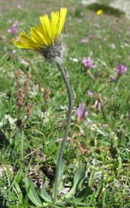 Marie  Portas, le 28 juin 2011 (Entraunes)