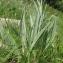  Marie  Portas - Centaurea uniflora Turra