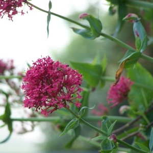 Photographie n°36529 du taxon Centranthus ruber (L.) DC. [1805]