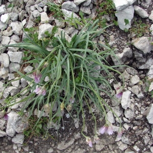 Photographie n°36531 du taxon Allium narcissiflorum Vill. [1779]
