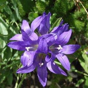 Photographie n°36534 du taxon Campanula glomerata L. [1753]