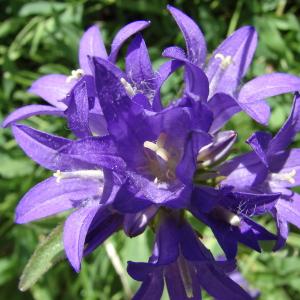 Photographie n°36535 du taxon Campanula glomerata L. [1753]