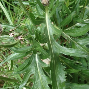 Photographie n°36537 du taxon Centaurea alpestris Hegetschw. [1839]