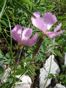 Didier GACHON, le  9 juillet 2011 (Gresse-en-Vercors (chemin du balcon-est du nord au sud))
