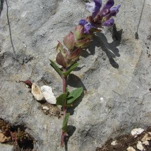 Photographie n°36546 du taxon Scutellaria alpina L.