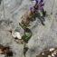  Didier GACHON - Scutellaria alpina L.