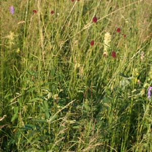 Photographie n°36550 du taxon Sanguisorba officinalis L. [1753]