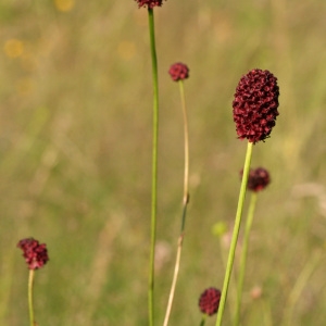 Photographie n°36551 du taxon Sanguisorba officinalis L. [1753]