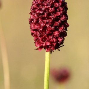 Photographie n°36552 du taxon Sanguisorba officinalis L. [1753]