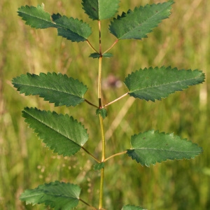 Photographie n°36553 du taxon Sanguisorba officinalis L. [1753]