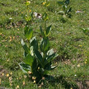 Photographie n°36554 du taxon Gentiana lutea L.