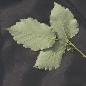 Photographie n°36569 du taxon Rubus ulmifolius Schott [1818]