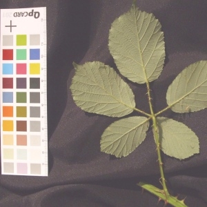 Photographie n°36572 du taxon Rubus andegavensis Bouvet [1903]