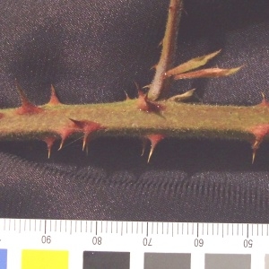Photographie n°36574 du taxon Rubus andegavensis Bouvet [1903]
