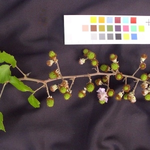 Photographie n°36612 du taxon Rubus ulmifolius Schott [1818]