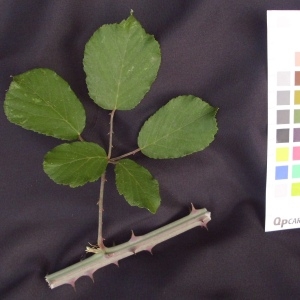 Photographie n°36613 du taxon Rubus ulmifolius Schott [1818]