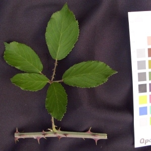 Photographie n°36614 du taxon Rubus ulmifolius Schott [1818]