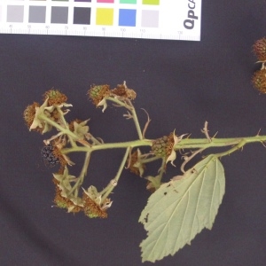 Photographie n°36638 du taxon Rubus pedatifolius Genev. [1860]