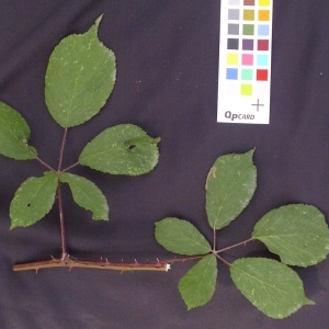 Photographie n°36639 du taxon Rubus pedatifolius Genev. [1860]