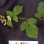  David Mercier - Rubus imbricatus Hort [1853]