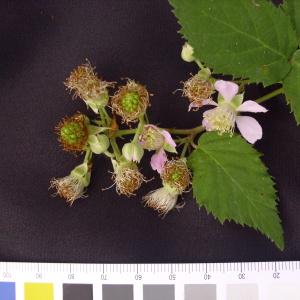 Photographie n°36654 du taxon Rubus imbricatus Hort [1853]