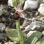  BERNARD Ginesy - Ophrys splendida Gölz & Reinhard [1980]