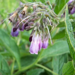 Photographie n°36673 du taxon Symphytum officinale L. [1753]