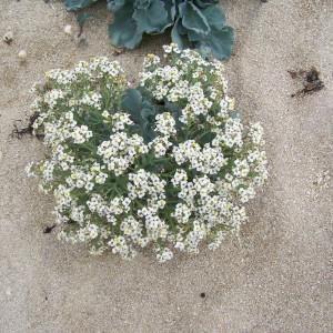 Photographie n°36674 du taxon Crambe maritima L. [1753]