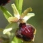  BERNARD Ginesy - Ophrys passionis Sennen [1926]