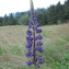  Hugues Tinguy - Lupinus polyphyllus Lindl. [1827]