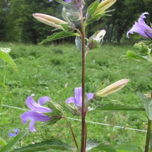 Photographie n°36684 du taxon Campanula trachelium L. [1753]