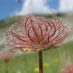 Geum montanum L. (Benoîte des montagnes)