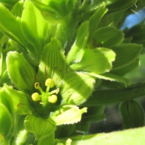 Photographie n°36694 du taxon Veratrum album L.