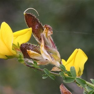 Adenocarpus grandiflorus Boiss. (Adénocarpe de Toulon)