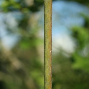 Photographie n°36701 du taxon Euonymus europaeus L. [1753]