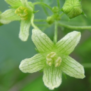 Photographie n°36702 du taxon Bryonia dioica Jacq. [1774]