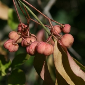 Photographie n°36712 du taxon Euonymus europaeus L. [1753]