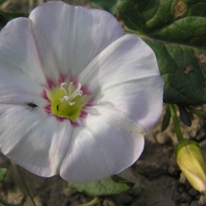 Photographie n°36719 du taxon Convolvulus arvensis L. [1753]