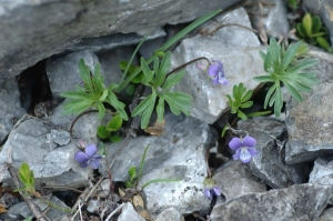 rené roche, le 14 mai 2007 (Champagny-en-Vanoise (La Grasse))