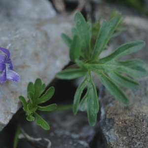 Viola pinnata L. (Violette à feuilles pennées)