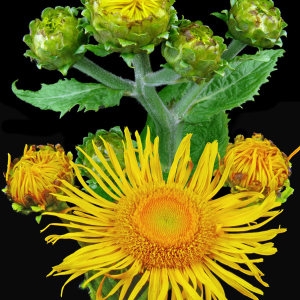 Inula caucasica Pers. (Télékia élégant)