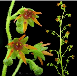 Saxifraga mutata L. (Saxifrage changeante)