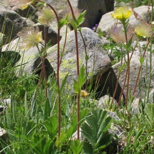 Photographie n°36781 du taxon Geum montanum L.