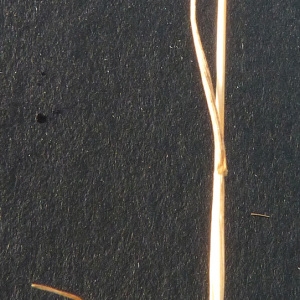 Photographie n°36788 du taxon Hordeum marinum Huds. [1778]